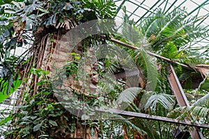 Different tropical plants in greenhouse