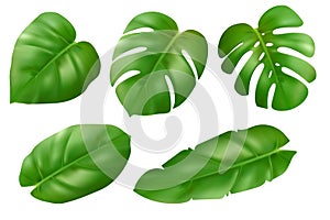 Different type exotic leaves set. Beautiful 3d Jungle tropical plants. Calathea, Monstera and green palm leaves