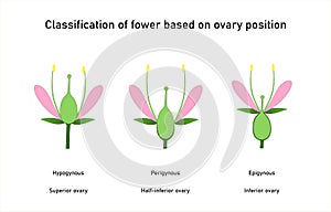 Different type of flower and ovary