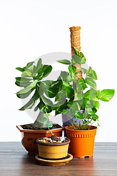 Different type of house plant