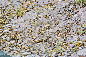 Different type and size of bullets