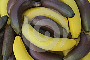 Different types of bananas as background, top view