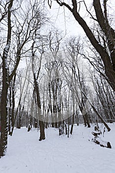 different types of bare deciduous trees without foliage