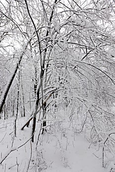 different types of bare deciduous trees without foliage