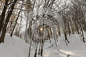 different types of bare deciduous trees without foliage