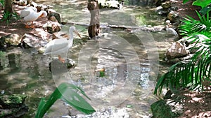 Different Types Of Behavior Of White Pelicans Perched On A Plant-Grown Gadget Placed On A Lake. Pelicans Are A Genus Of