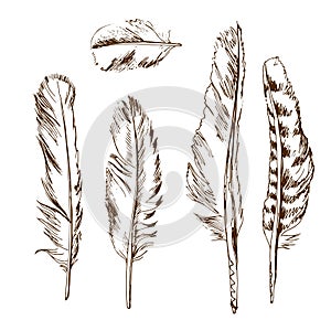 Different types of birds feather