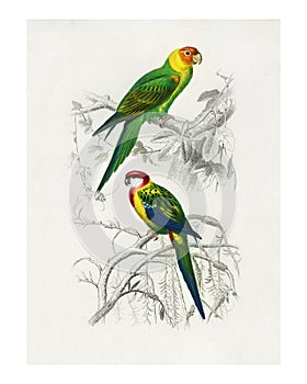 Different types of birds illustrated by Charles Dessalines D` Orbigny 1806-1876 Digitally enhanced from our own 1892 edition