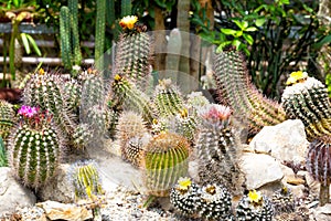 Different types of the blossoming cactuses