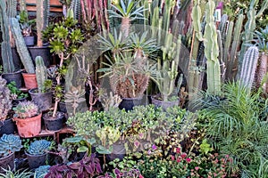 Different types of cacti and other plants for sale in a souk in the Medina in Marrakech