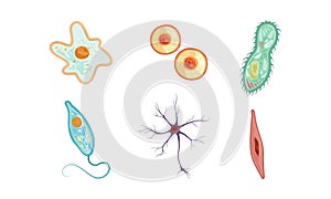 Different Types of Cells Collection, Human Anatomy Infografic Elements Vector Illustration