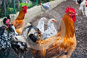 Different types of chicken breeds on the farm