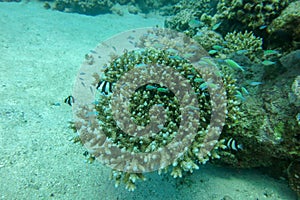 Different types of coral fish stay near and safe hard coral. A flock of Dascyllus aruanus swims around a branched sea coral.