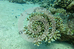 Different types of coral fish stay near and safe hard coral. A flock of Dascyllus aruanus swims around a branched sea coral.