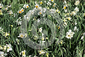 Different types of daffodils bloom on a flower bed on a bright sunny spring day. Simple, unusual and terry daffodils