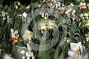 Different types of daffodils bloom on a flower bed on a bright sunny spring day. Simple, unusual and terry daffodils