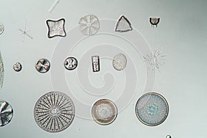 different types of diatoms,