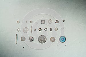 different types of diatoms,