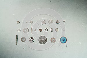 different types of diatoms, photo