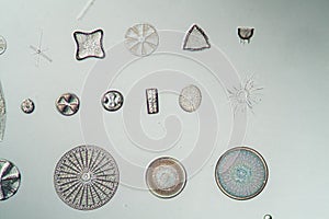 different types of diatoms,
