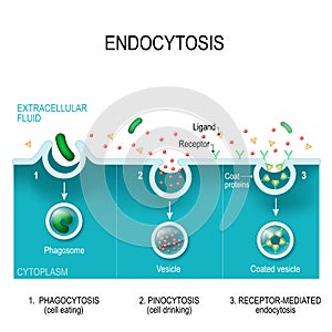 The different types of endocytosis
