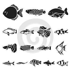Different types of fish black icons in set collection for design. Marine and aquarium fish vector symbol stock web