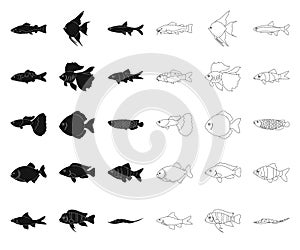 Different types of fish black,outline icons in set collection for design. Marine and aquarium fish vector symbol stock