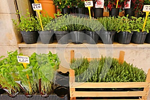 Different types of fresh herbs in pots for sale photo