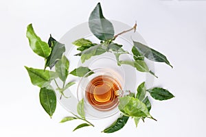 Different types of fresh raw green tea leaf flower bud dropping floating elevated over transparent glass teacup saucer liquid tea