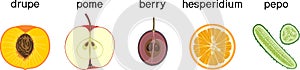 Different types of fruits: drupe, pome, berry, hesperidium and pepo.