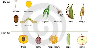Different types of fruits: dry and fleshy.
