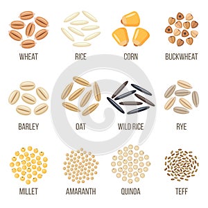 Different types of grains. Vector illustration.