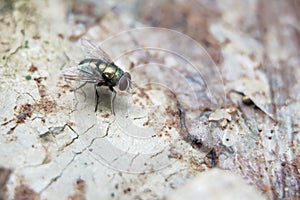 different types of insects that is active after the rain.