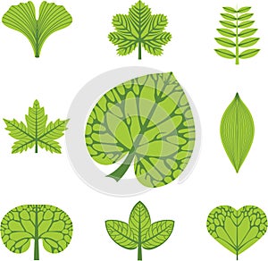 Different types of leaves