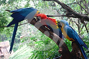 Different types of macaws grooming each other