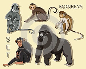 Different types of monkeys photo