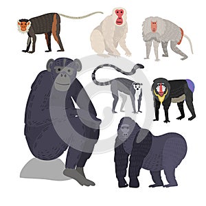 Different types of monkeys rare animal vector set.