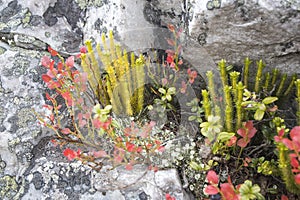 Different types of mosses and lichens on large boulders in Karelia. Lasallia pustulata is a species of lichen in the