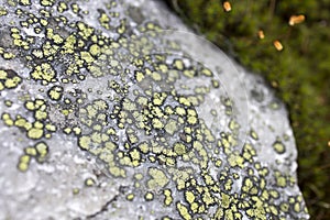 Different types of mosses and lichens on large boulderssallia pustulata is a species of lichen in the
