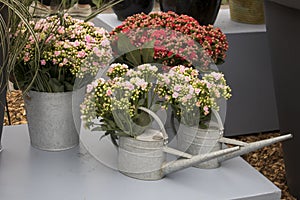 The Different types of multi-colored Kalanchoe in clay pots in the greenhouse of the botanical garden