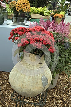 The Different types of multi-colored Kalanchoe in clay pots in the greenhouse of the botanical garden