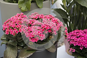 The Different types of multi-colored Kalanchoe in clay pots in the greenhouse of the botanical garden