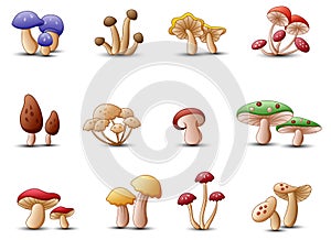 Different types of mushrooms on a white background