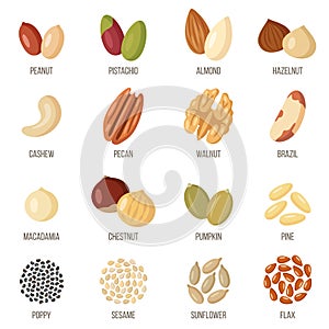 Different types of nuts and seeds. Vector illustration.