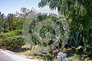 Different types of prickly cacti in a flowerbed in the courtyard of a hotel on the shores of the Egypt