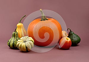 Different types of pumpkins and squash autumn still life stock images