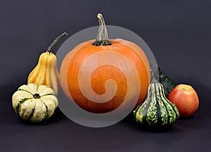 Different types of pumpkins and squash autumn still life stock images