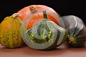 Different types of pumpkins and squash autumn still life stock images