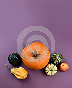 Different types of pumpkins and squash autumn still life top view stock images