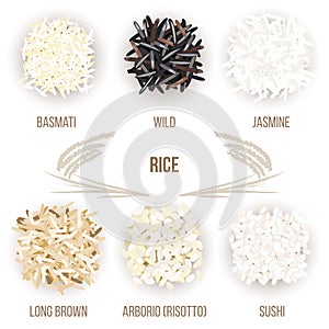 Different types of rice grains isolated on white background. Basmati, wild, jasmine, long brown, arborio, sushi